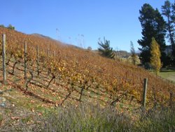 北向き斜面のワイン用ぶどう畑
